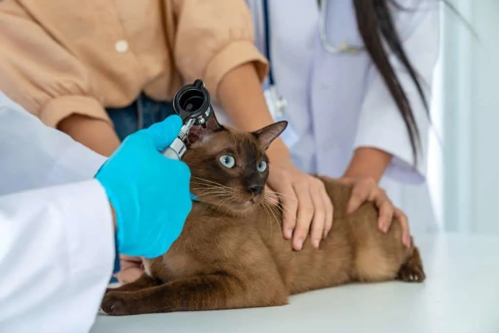 siamese cat checkup at the vet