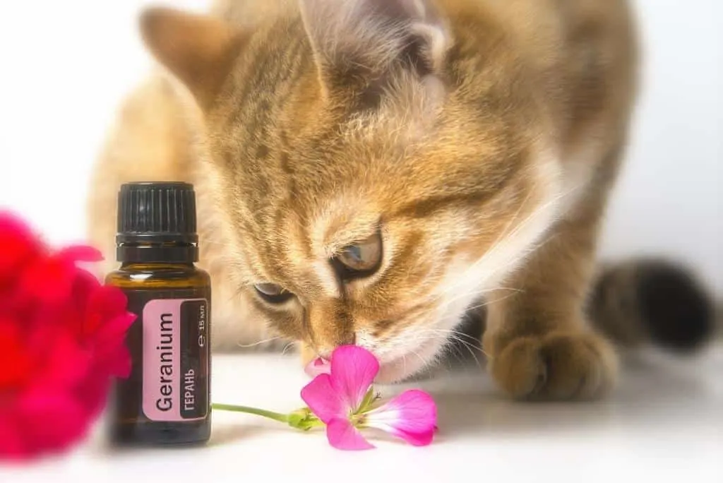 essential oils for fleas on cats