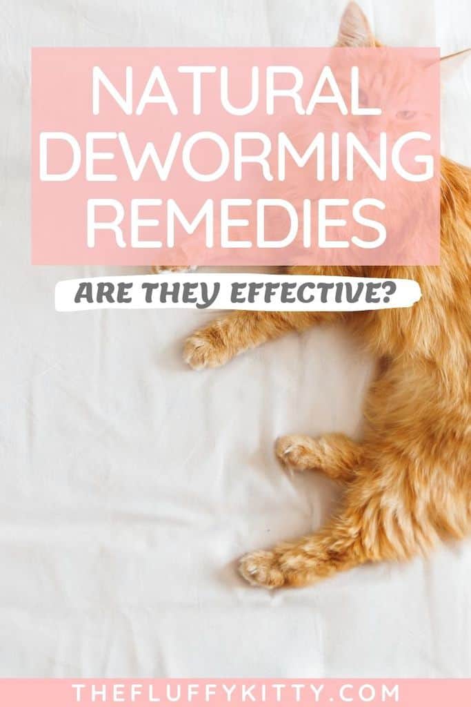 Natural deworming solutions for cats - are they effective? #cats #catcare #cathealth #deworming #catblog