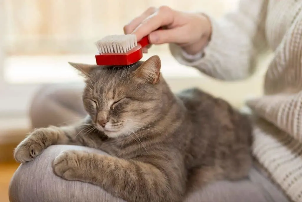 woman brushing cat - a natural hairball remedy for cats