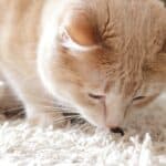 Is Breathing Cat Litter Dust Harmful to Humans & Cats?