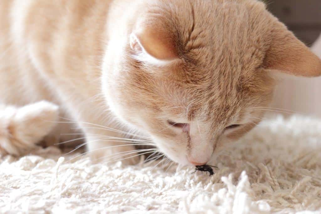 cat eating a fly | are flies poisonous to cats?