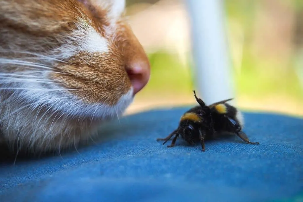 cat sniffing a bee | what bugs are poisonous to cats