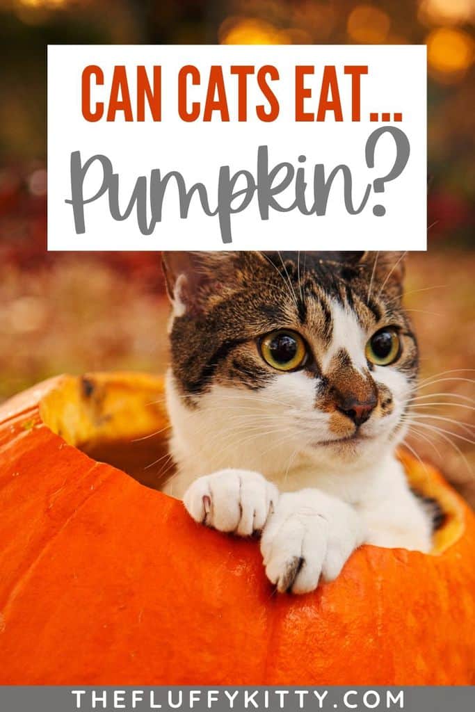 Can cats eat pumpkins? Yes, they can! But you want to make sure it's not pumpkin filling, only pure pumpkin. Here's a full guide explaining the benefits of pumpkin for cats + a few tasty pumpkin cat food recipes! #pumpkin #catfood #recipes
