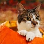 What Insects & Bugs Are Poisonous To Cats?