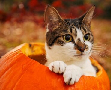 cat inside pumpkin
