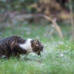 Essential Homemade Cat Food Supplements