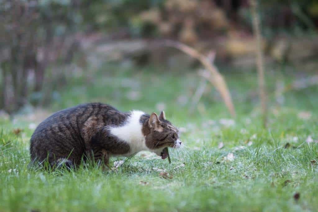 outdoor cat vomiting