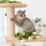 Vomiting in Cats – When to Worry