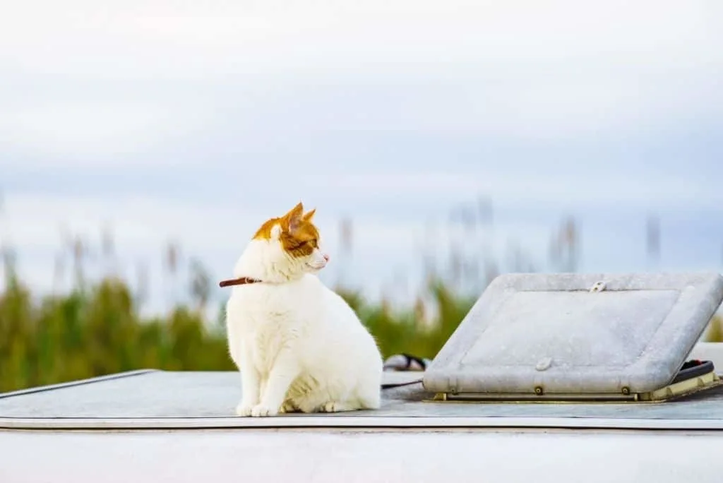 white cat sitting on roof of rv