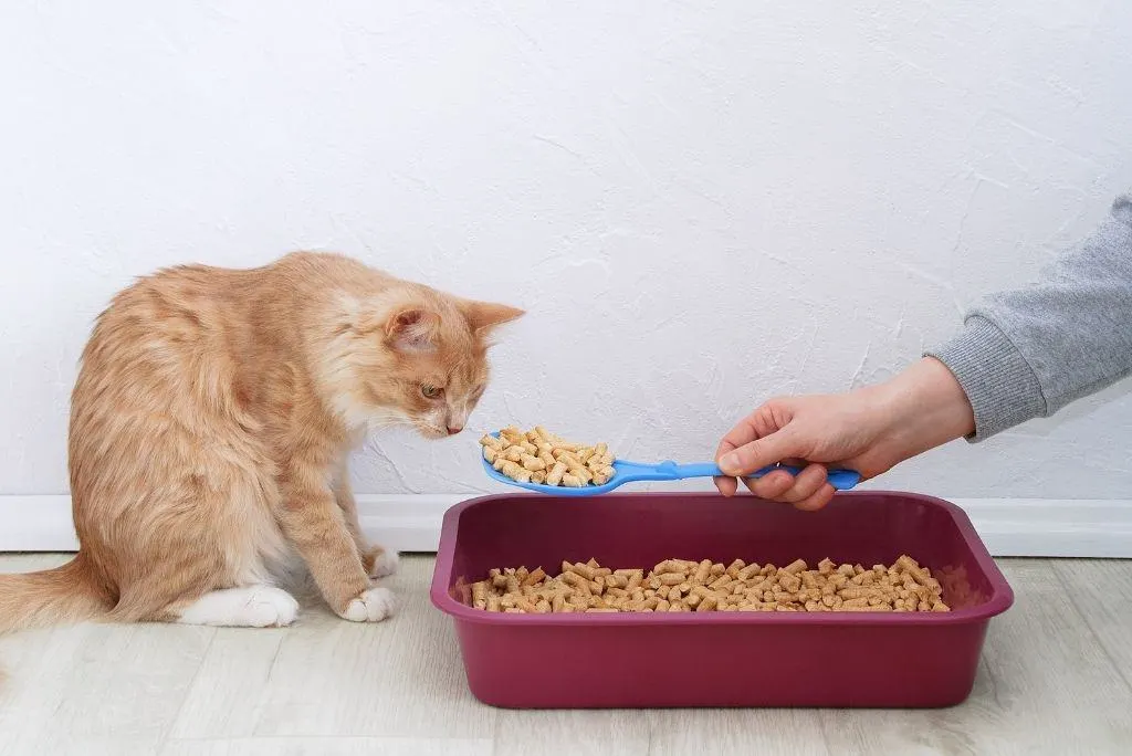 cat sniffing eco-friendly litter pellets from red litter box