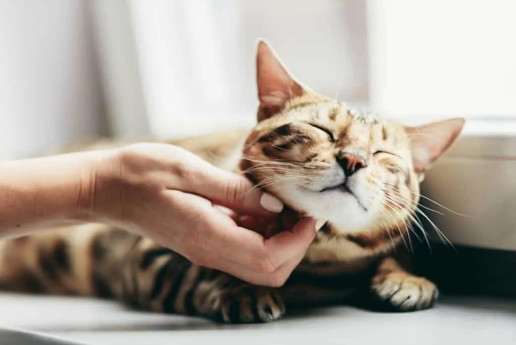 woman scratching cat under chin