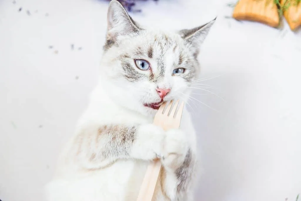 white gray cat with biodegradable fork in mouth