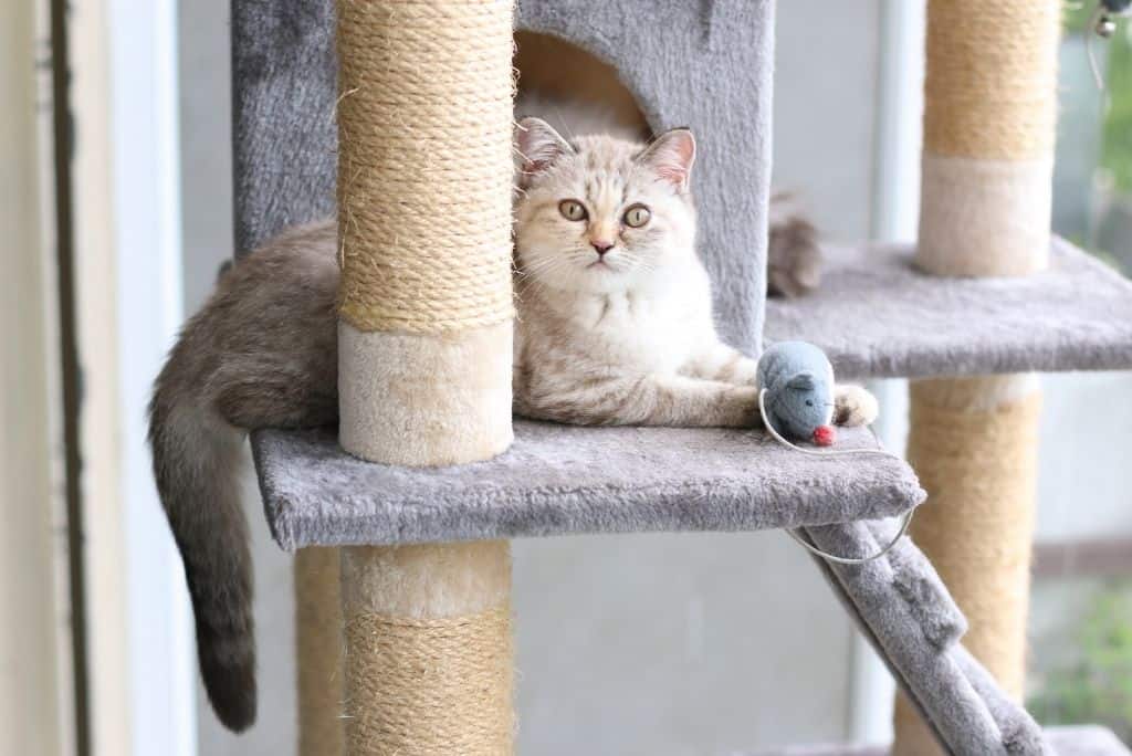 cat playing with mouse on cat tree furniture