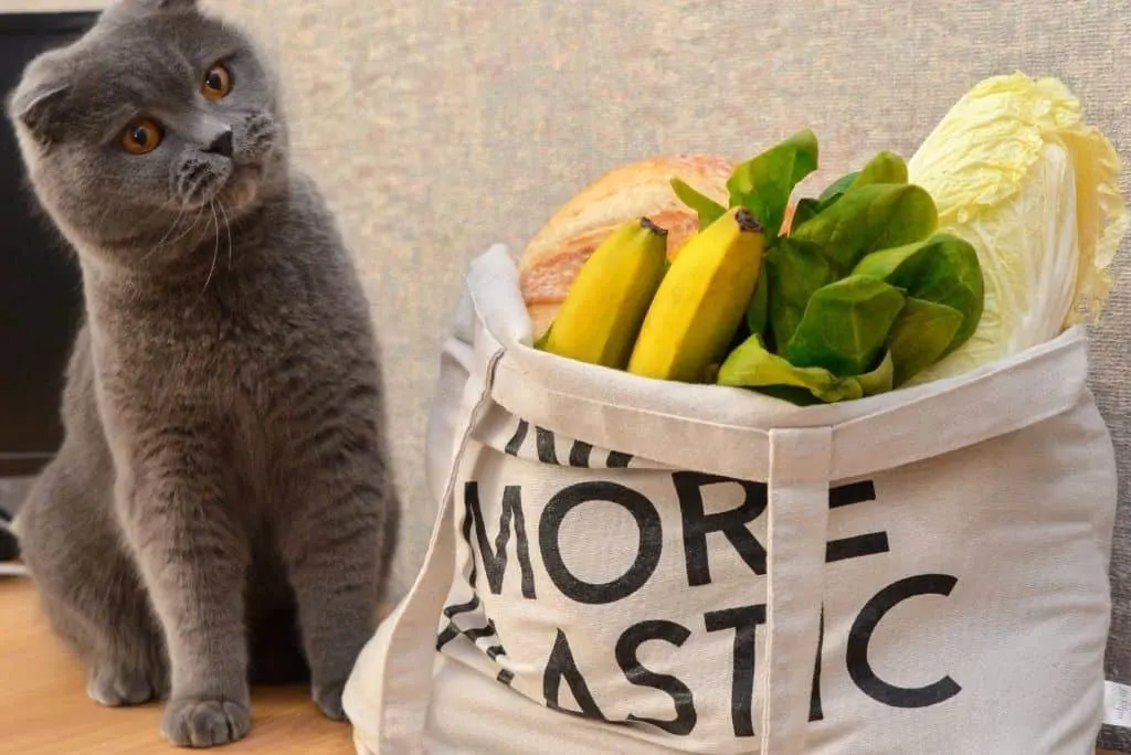 gray cat beside plastic free grocery bag