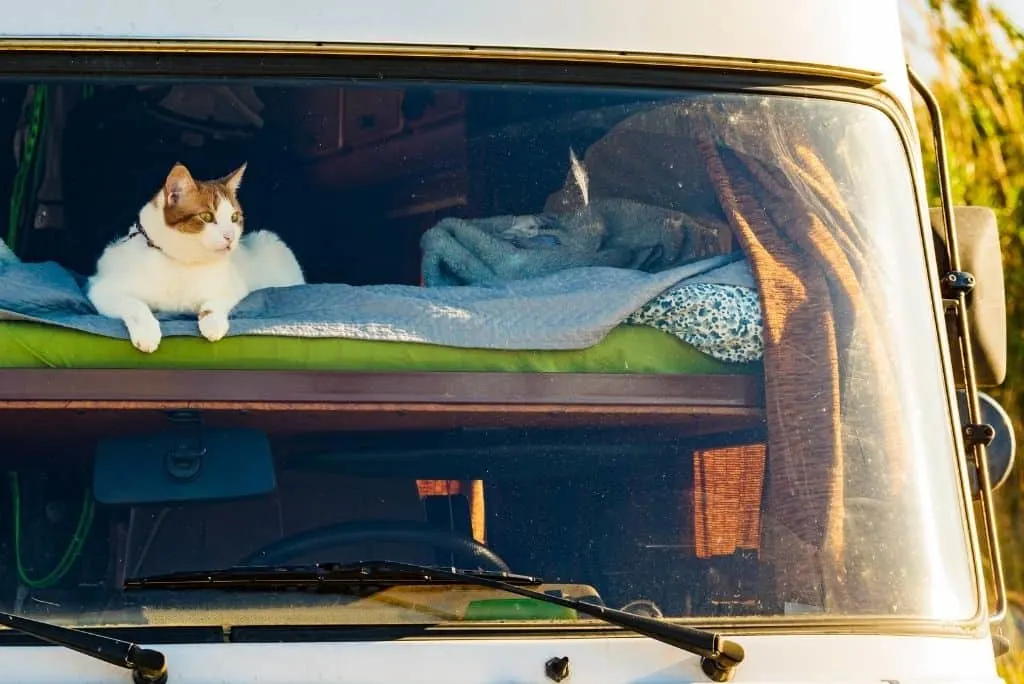 cat traveling in rv