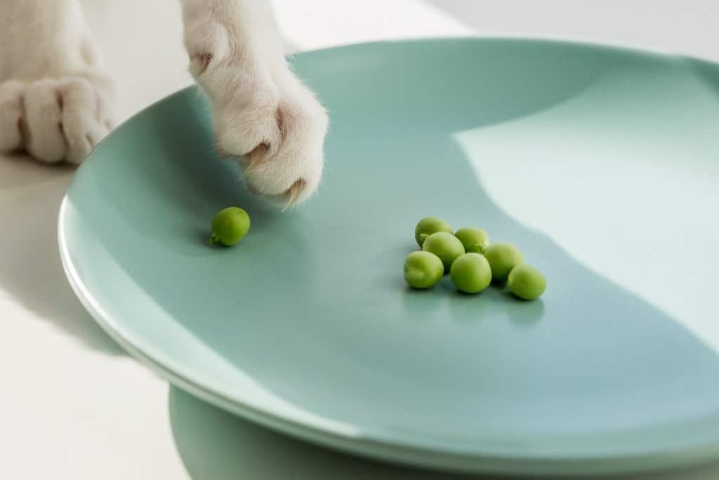 cat pawing at vegan food (green peas) on plate