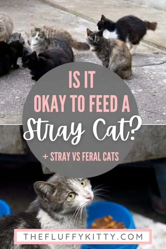 stray cats on street, image with text overlay