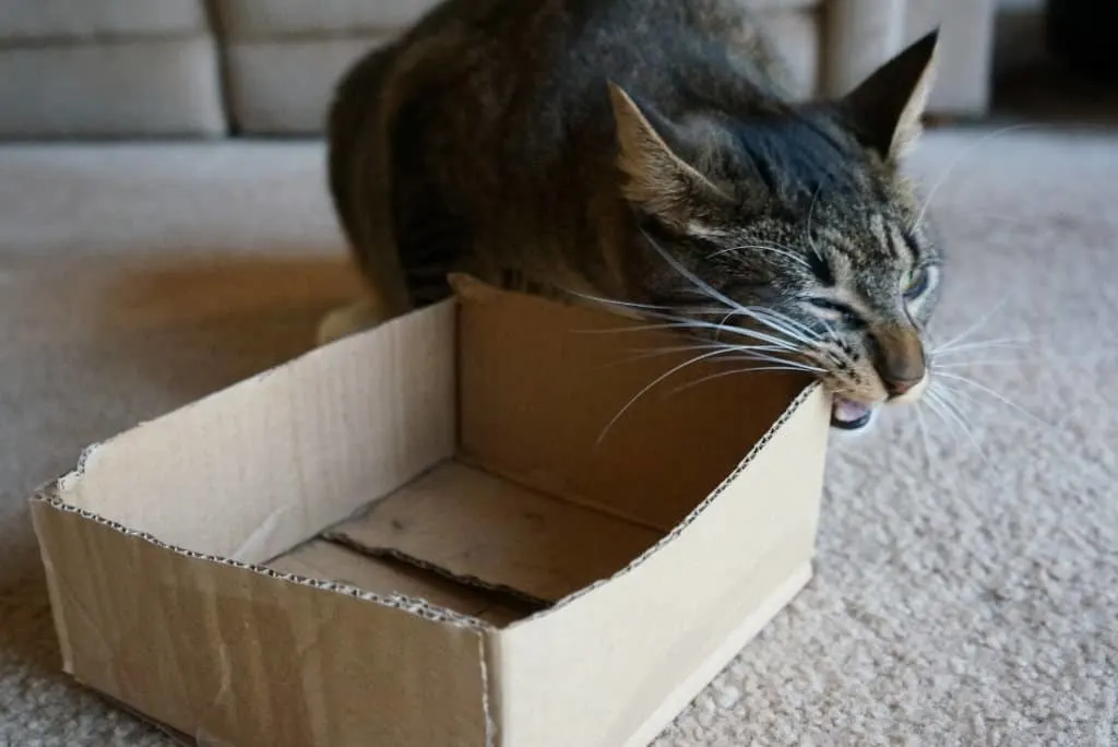 tabby cat chewing cardboard box