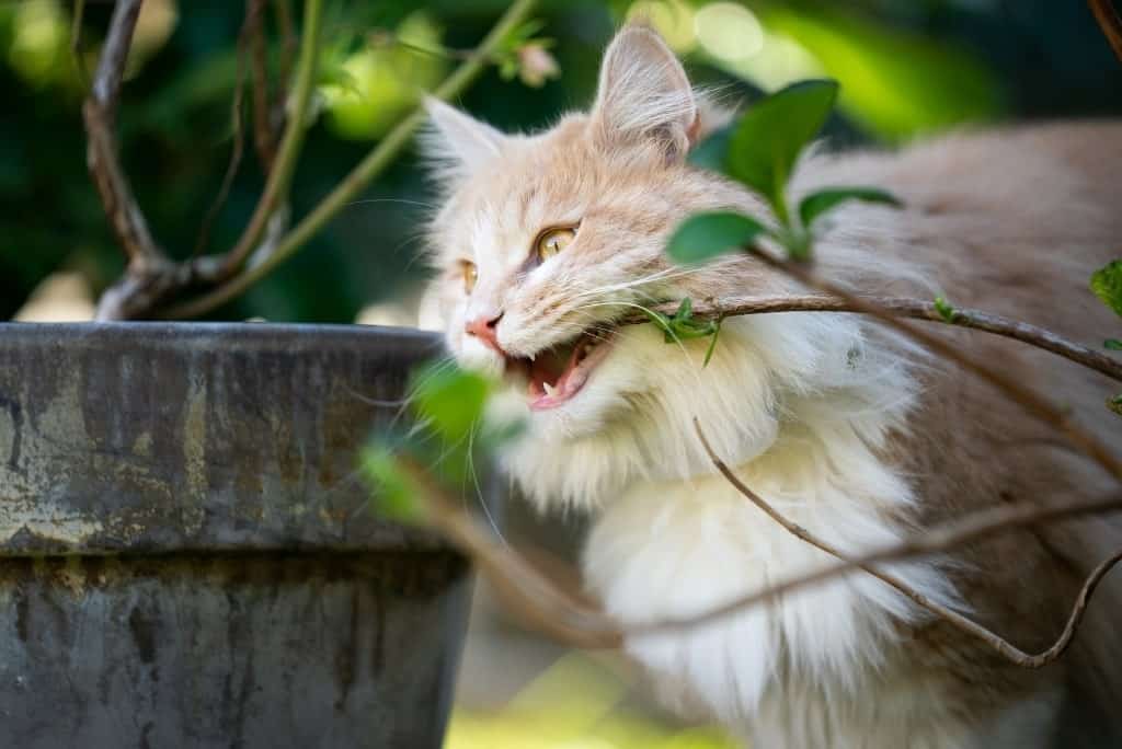 beige cat chewing on plant branch in garden