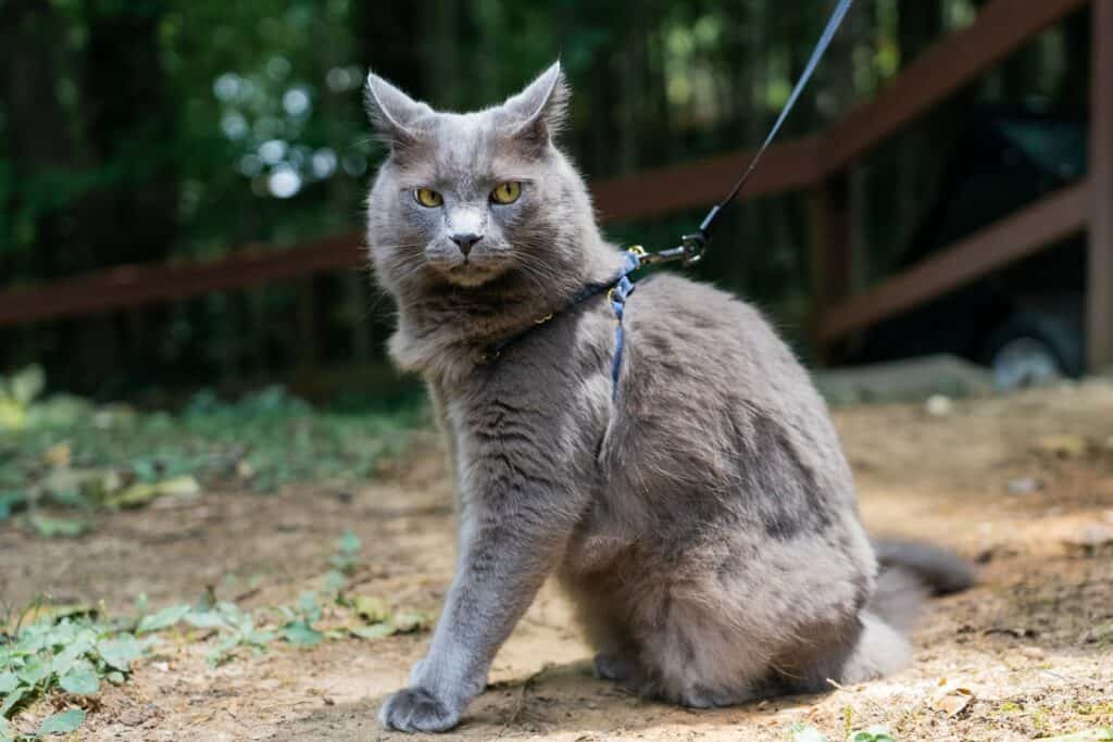 gray cat with angry face wearing cat harness outside