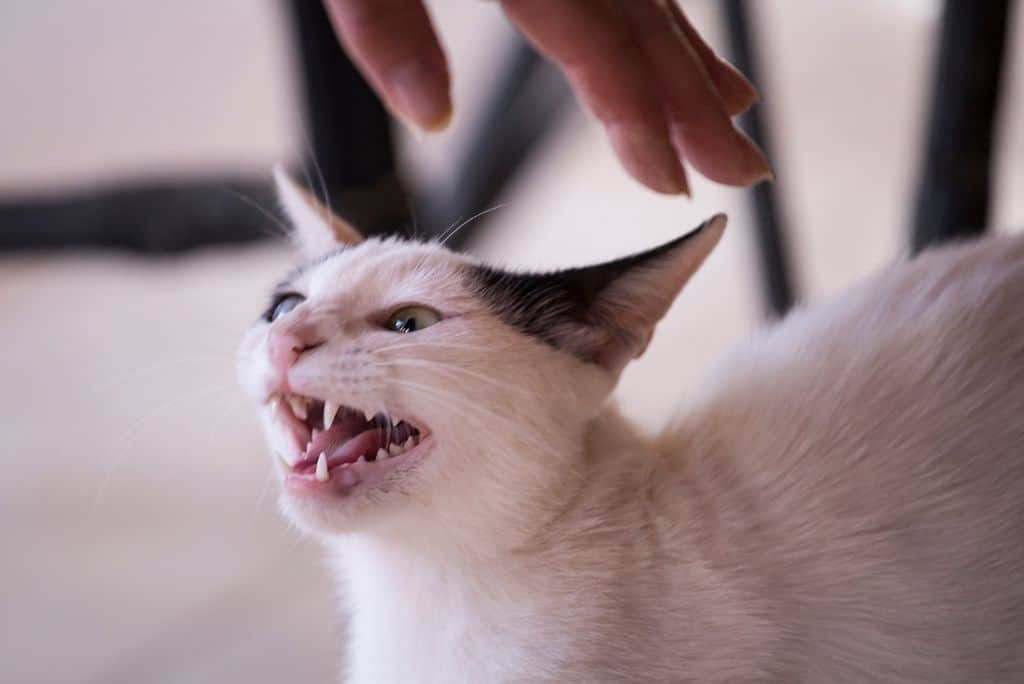 person trying to pet a hissing stressed cat