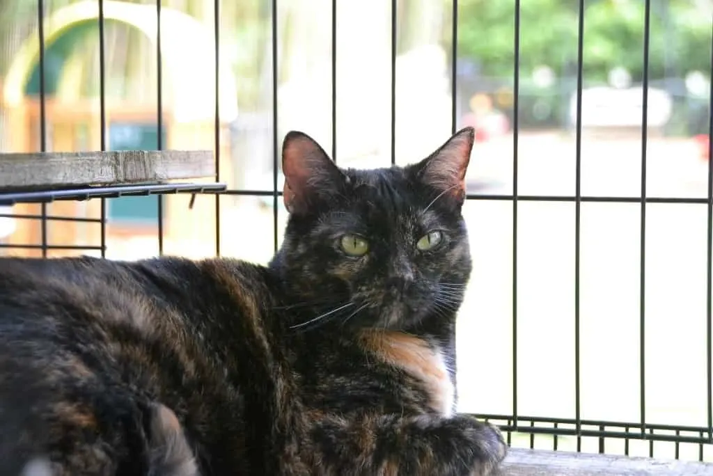 black cat sitting inside backyard patio for cats