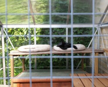 black cat lounging in outdoor catio