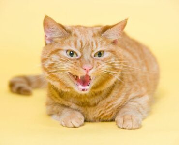 stressed cat hissing on yellow background