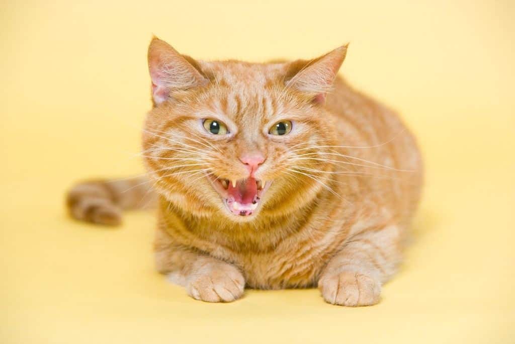 stressed cat hissing on yellow background