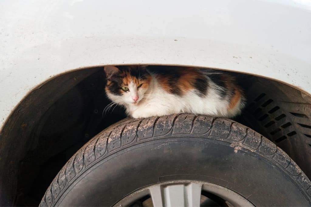 stray/feral cat sitting on car tire