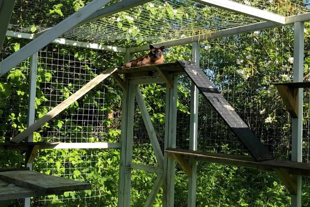 backyard catio outdoor cat enclosure