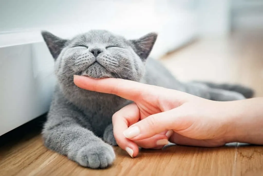 woman's hand giving chin scratches to gray cat
