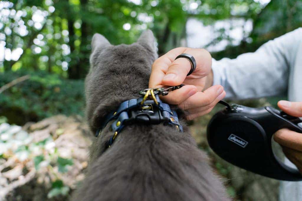 man attaching cat leash to cat harness on cat