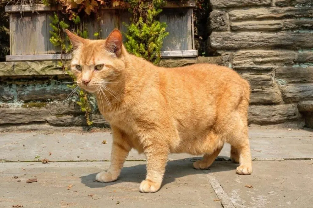 orange neighborhood cat