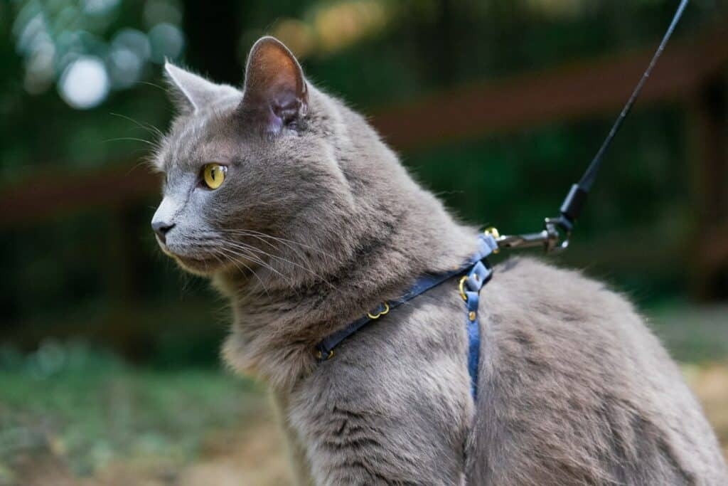 um gato cinza usando arnês azul da supakit