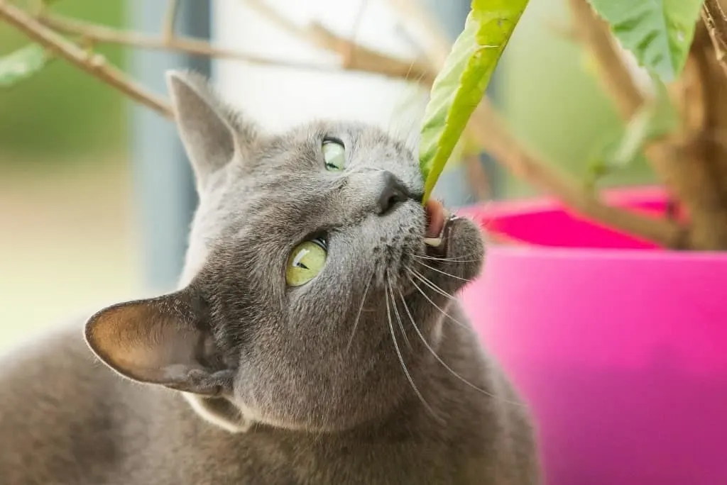 cat chewing on plant based diet