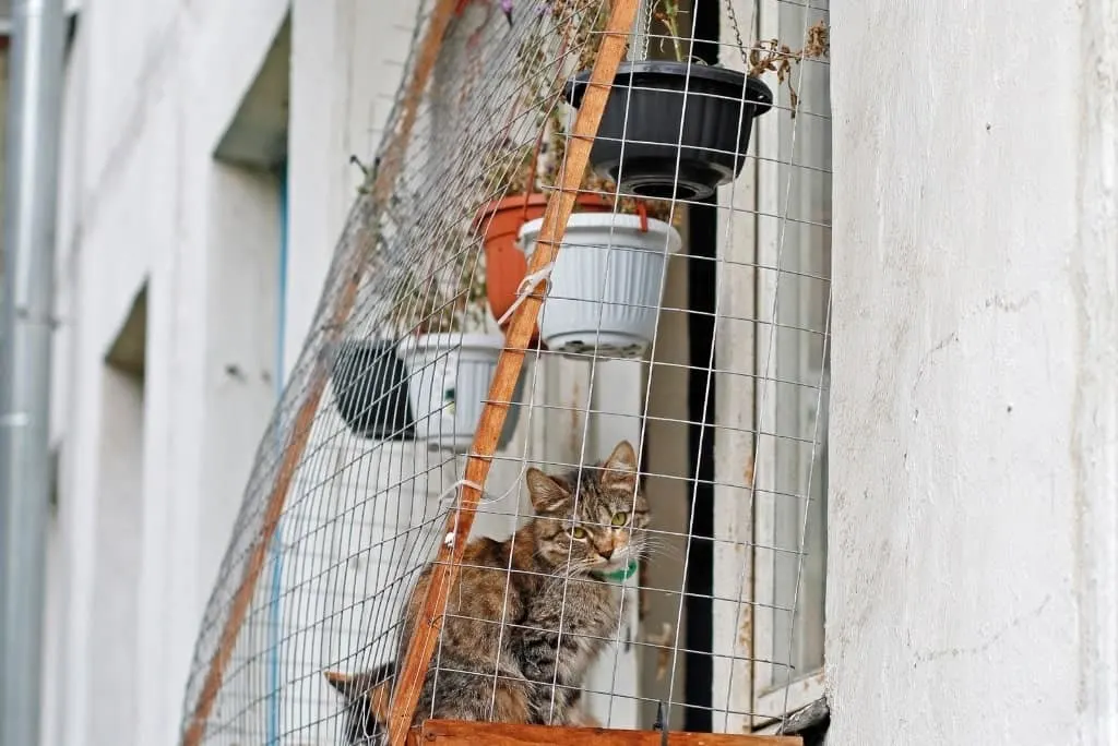 window catio for cats