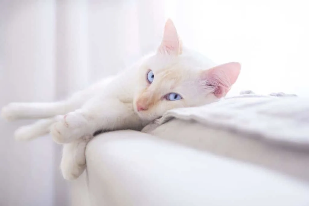 white cat with blue eyes sleeping on ledge