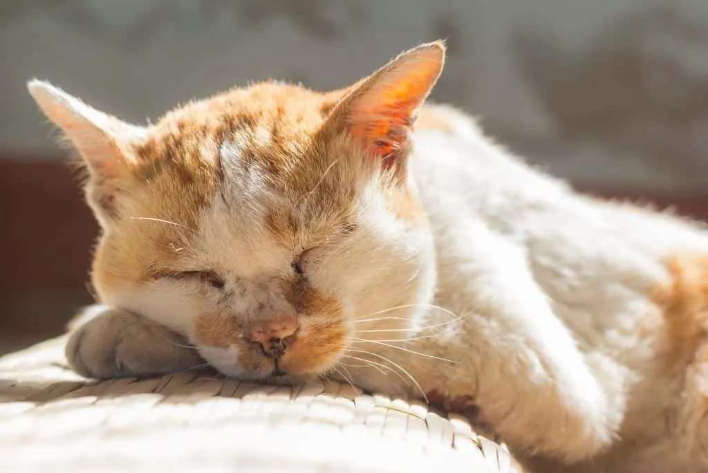 senior orange and white cat sleeping