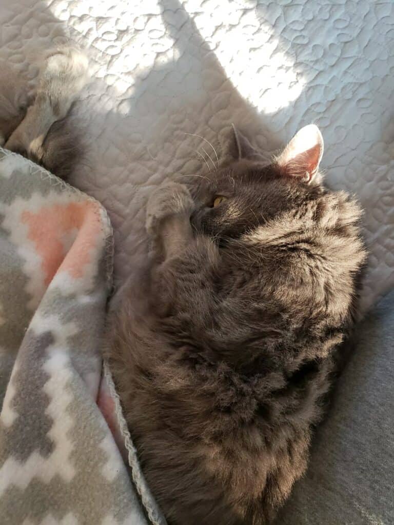 gray cat napping