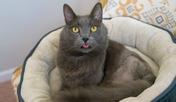 gray tripod cat sticking tongue while laying in cat bed