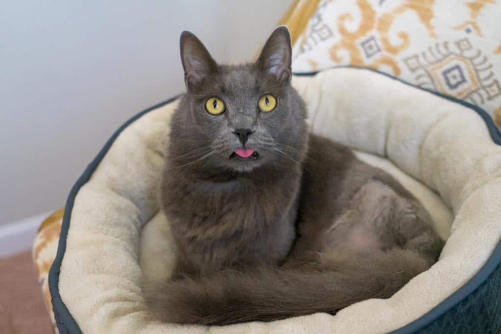 gray tripod cat sticking tongue while laying in cat bed