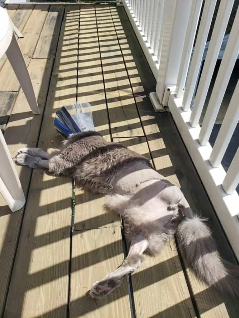 tripod cat laying in sun on wooden porch