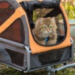 How to Hike With a Cat – Furry Adventures Abound!