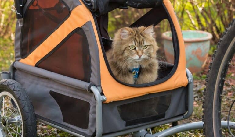 cat inside pet trailer with wheels getting pulled by a bicycle