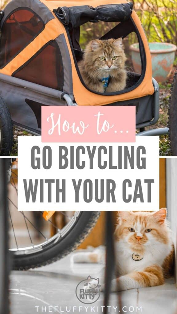 grid of cats and bikes