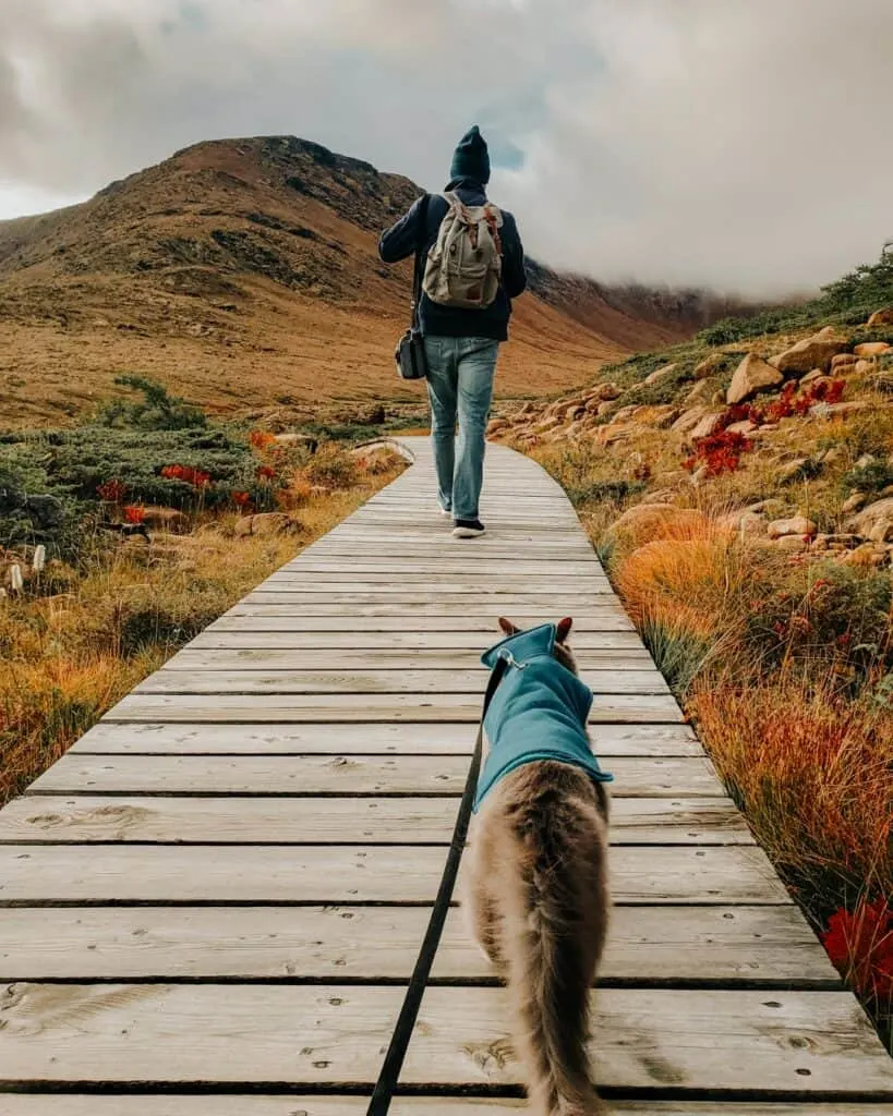 cat hiking on leash on wooded trail behind his owner