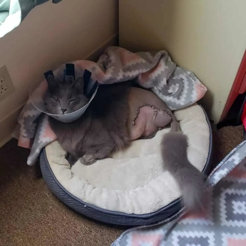 gray cat laying in bed after high limp amputation