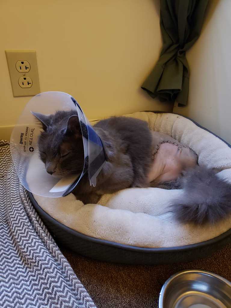 Fresh Look at Feline Cancer Research Symptoms Types Prevention More